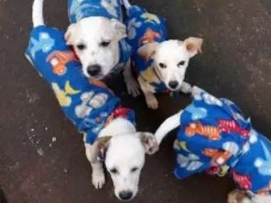 Cachorro ra a Fox paulistinha  idade 2 a 6 meses nome Pit,Toco,Damí,grandã