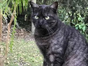 Gato raça morisco idade 1 ano nome linda