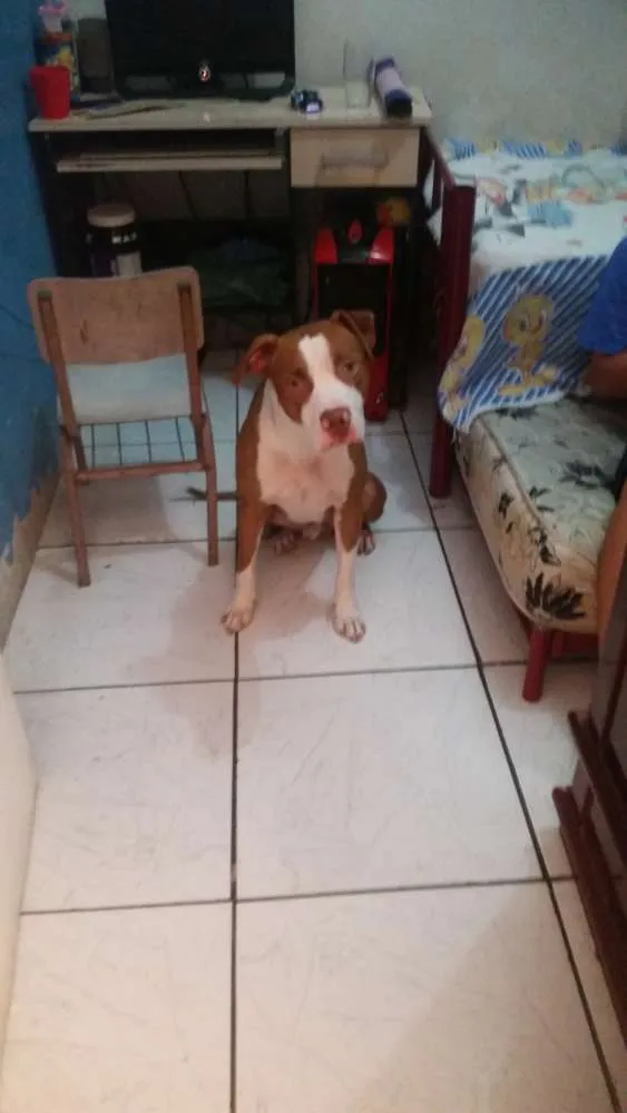Cachorro ra a Pitbul  idade 1 ano nome Bruce