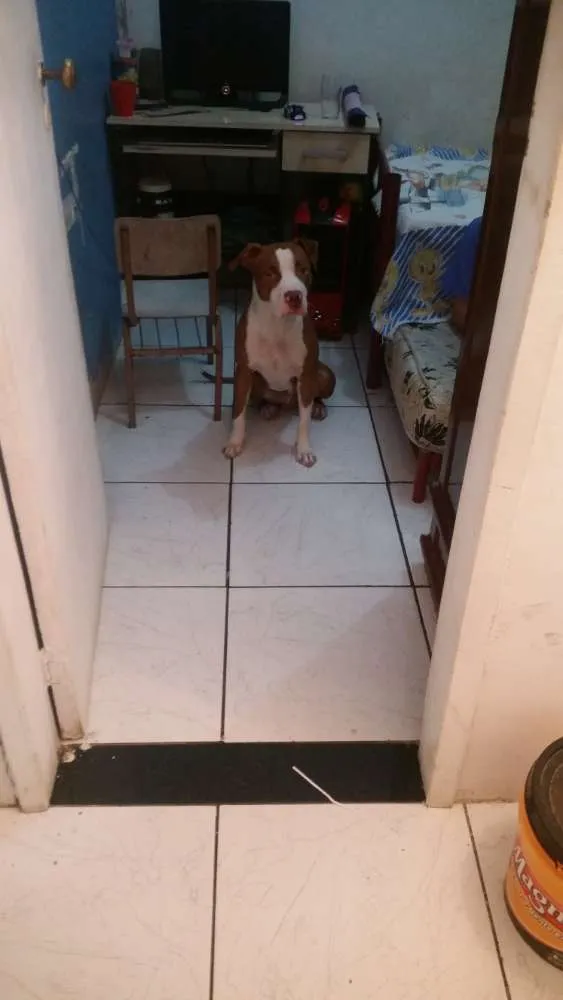Cachorro ra a Pitbul  idade 1 ano nome Bruce