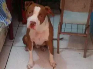 Cachorro raça Pitbul  idade 1 ano nome Bruce