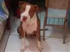 Cachorro raça Pitbul  idade 1 ano nome Bruce
