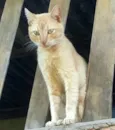 Lélo