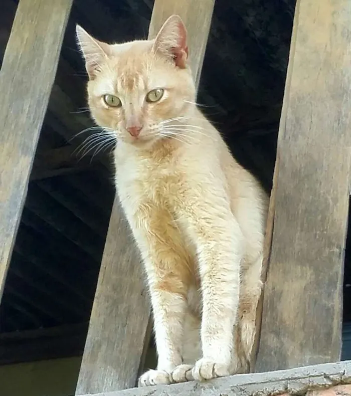 Gato raça (sem raça definida)  idade 4 anos nome Lélo
