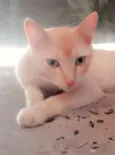Lélo