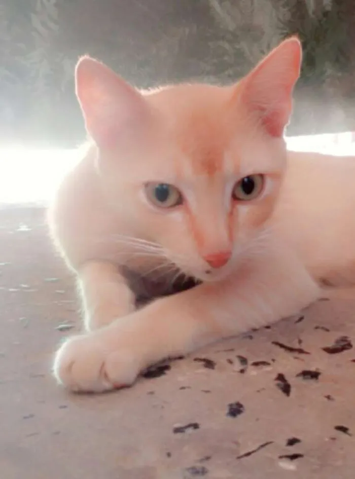 Gato raça (sem raça definida)  idade 4 anos nome Lélo