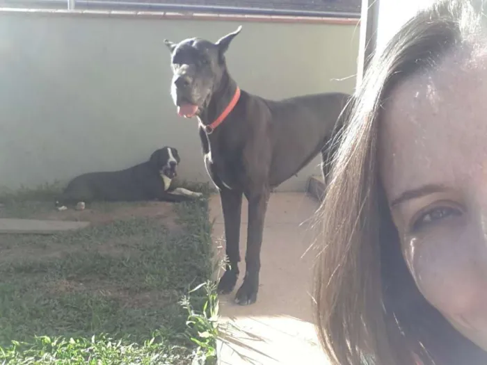 Cachorro ra a Dogue Alemão idade 6 ou mais anos nome Kauana