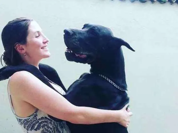 Cachorro ra a Dogue Alemão idade 6 ou mais anos nome Kauana