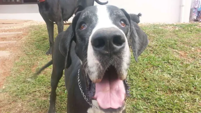 Cachorro ra a Dogue Alemão idade 6 ou mais anos nome Giulia