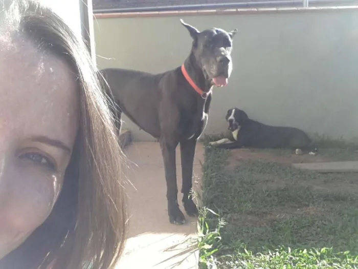 Cachorro ra a Dogue Alemão idade 6 ou mais anos nome Giulia