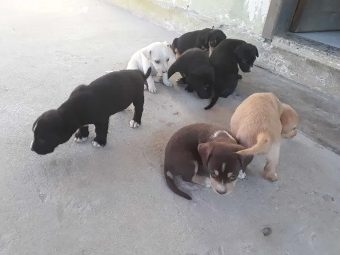 Cachorro raça Baset com rotwaller idade Abaixo de 2 meses nome Não tem