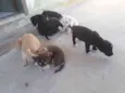 Não tem