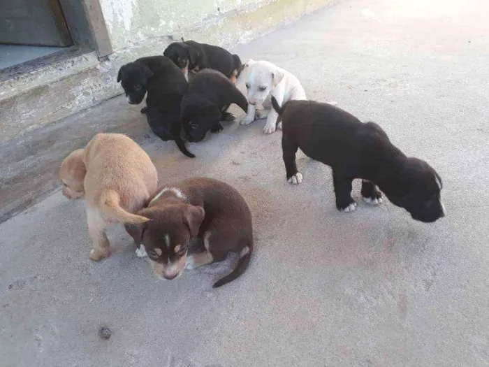 Cachorro raça Baset com rotwaller idade Abaixo de 2 meses nome Não tem