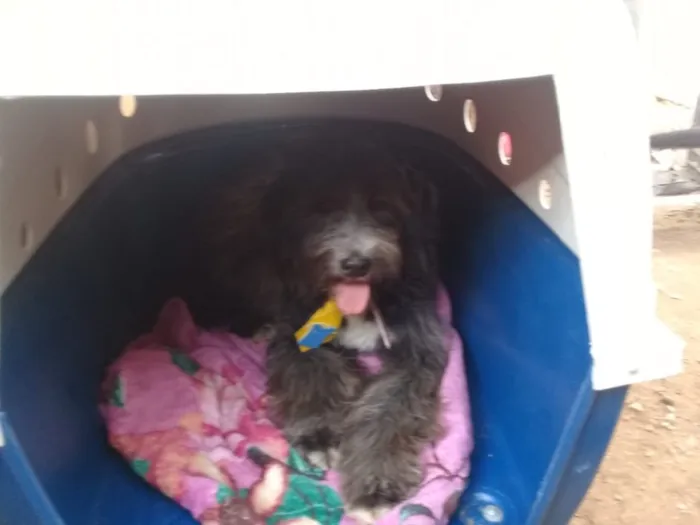 Cachorro ra a Poodle  idade 2 anos nome ULISSES 