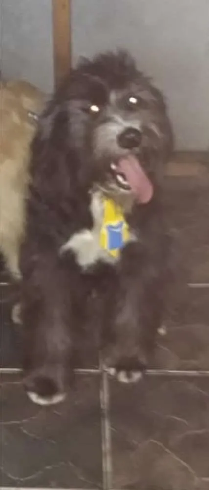 Cachorro ra a Poodle  idade 2 anos nome ULISSES 