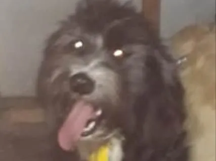 Cachorro ra a Poodle  idade 2 anos nome ULISSES 