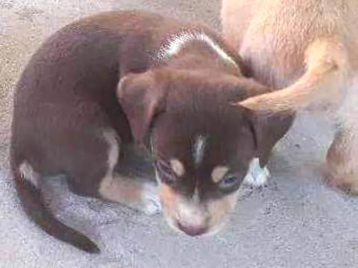 Cachorro raça Baset com rotwaller idade Abaixo de 2 meses nome Não tem