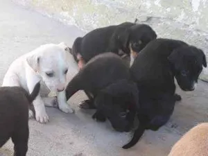 Cachorro raça Baset com rotwaller idade Abaixo de 2 meses nome Não tem