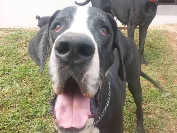 Cachorro ra a Dogue Alemão idade 6 ou mais anos nome Giulia