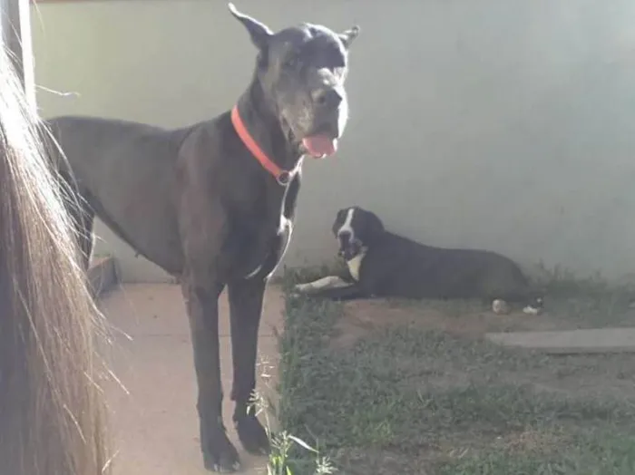 Cachorro ra a Dogue Alemão idade 6 ou mais anos nome Kauana