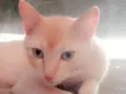 Lélo