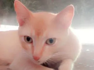 Gato raça (sem raça definida)  idade 4 anos nome Lélo