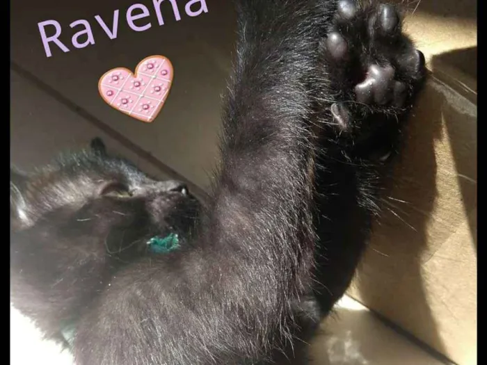 Gato ra a Srd idade Abaixo de 2 meses nome Mabel