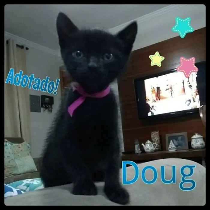 Gato ra a Srd idade Abaixo de 2 meses nome Mabel