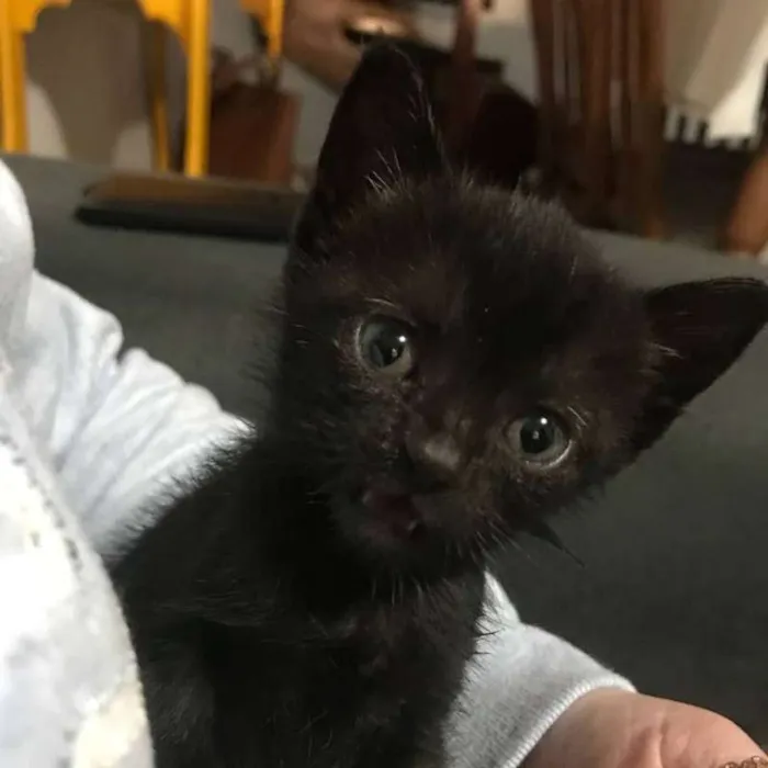 Gato ra a SRD idade Abaixo de 2 meses nome Mabel
