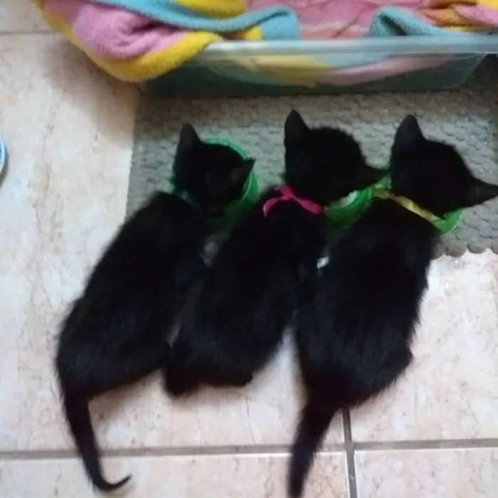 Gato ra a SRD idade Abaixo de 2 meses nome Mabel