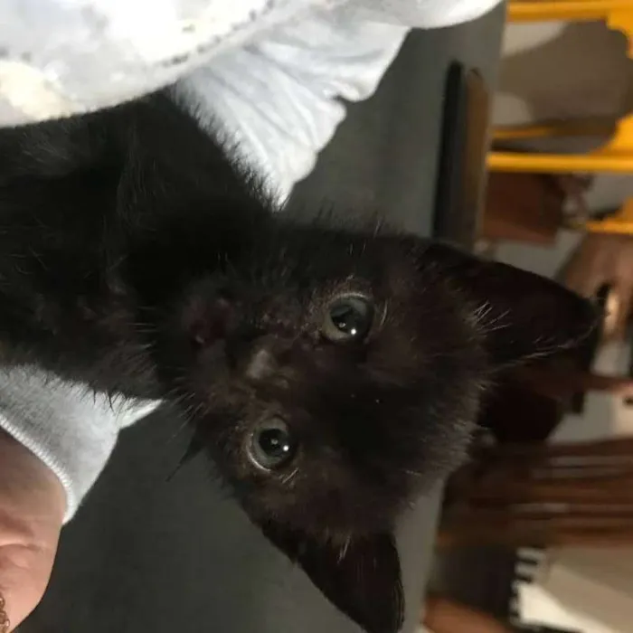 Gato ra a SRD idade Abaixo de 2 meses nome Mabel