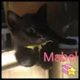 Mabel
