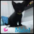 Mabel