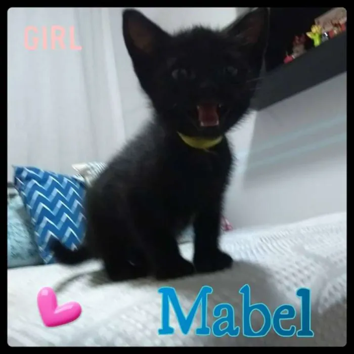 Gato ra a SRD idade Abaixo de 2 meses nome Mabel