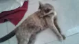 Judite