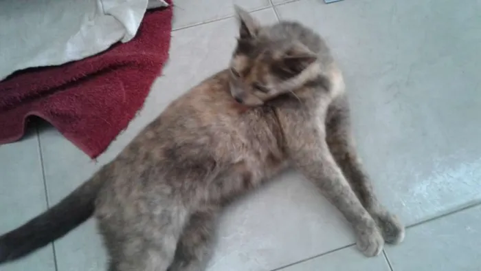 Gato raça  idade  nome Judite