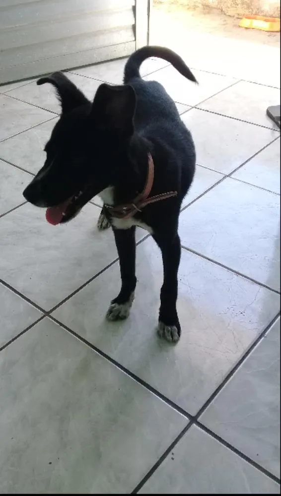 Cachorro raça Mestiço  idade 2 a 6 meses nome Sulie