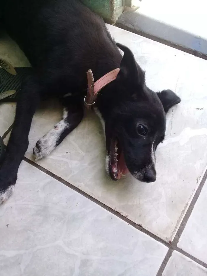 Cachorro raça Mestiço  idade 2 a 6 meses nome Sulie