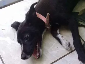 Cachorro raça Mestiço  idade 2 a 6 meses nome Sulie