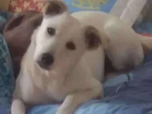 Cachorro raça Srd idade 7 a 11 meses nome Luna