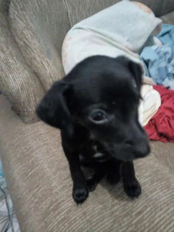 Cachorro ra a Mestiço de Pincher idade 2 a 6 meses nome Vc escolhe