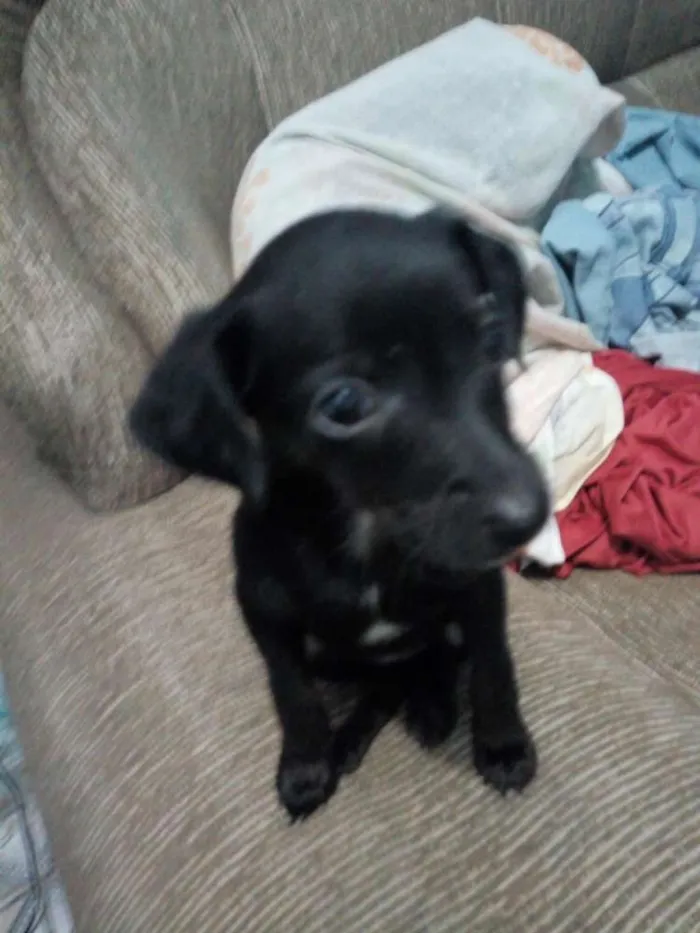 Cachorro ra a Mestiço de Pincher idade 2 a 6 meses nome Vc escolhe