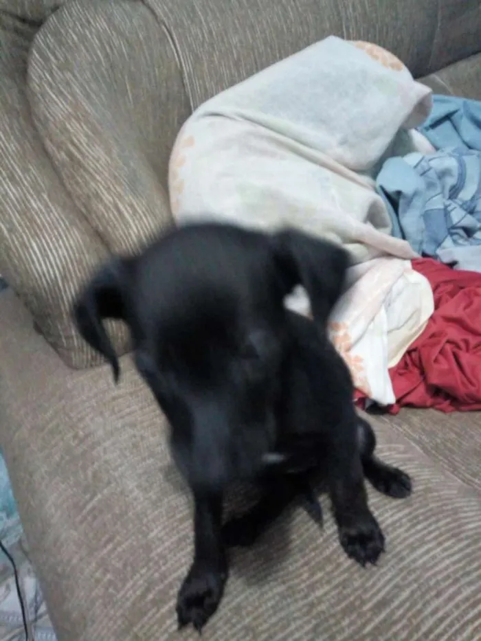 Cachorro ra a Mestiço de Pincher idade 2 a 6 meses nome Vc escolhe