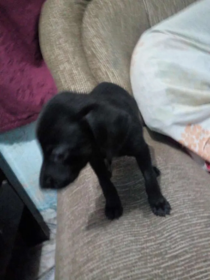 Cachorro ra a Mestiço de Pincher idade 2 a 6 meses nome Vc escolhe