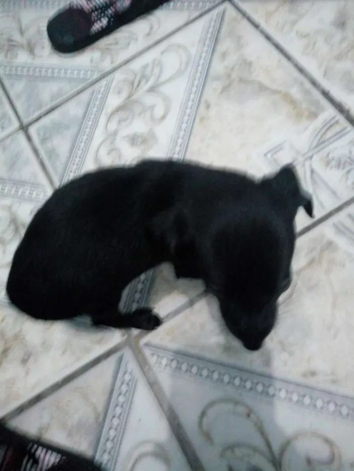 Cachorro ra a Mestiço de Pincher idade 2 a 6 meses nome Vc escolhe