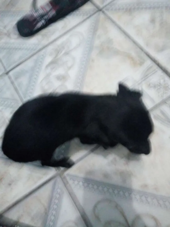 Cachorro ra a Mestiço de Pincher idade 2 a 6 meses nome Vc escolhe