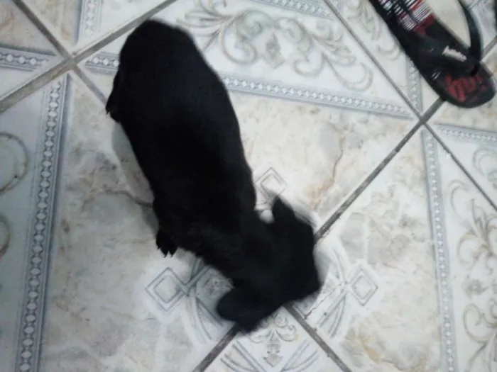 Cachorro ra a Mestiço de Pincher idade 2 a 6 meses nome Vc escolhe