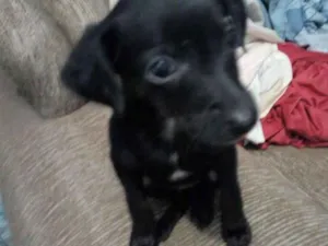 Cachorro raça Mestiço de Pincher idade 2 a 6 meses nome Vc escolhe