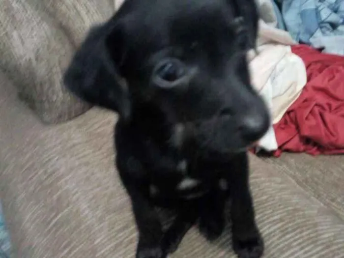 Cachorro ra a Mestiço de Pincher idade 2 a 6 meses nome Vc escolhe