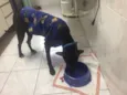 Negão